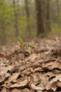 Photo By: Kyle J. Webster. Photo taken: Orange County, NY on 2023-04-26